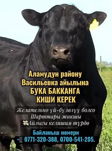 Сулуулук салондору: Талап кылынат Малчы, Төлөм: Келишим түрдө — 1