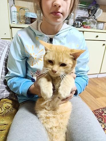 черные кошки: Кошка даром: Беспородная, Девочка — 2