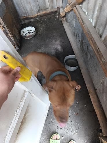 купить фокстерьера: Собака среднего размера, короткошёрстная, рыжего (палевого) окраса — 2