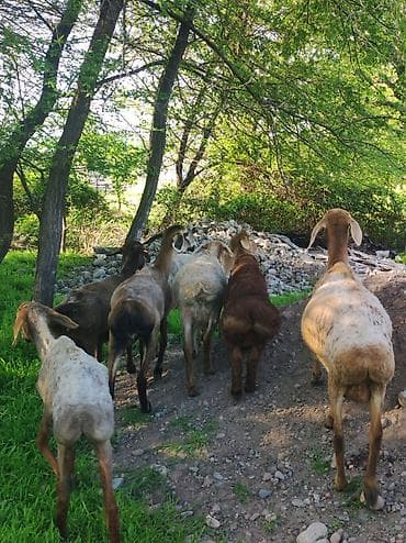 Сатам | Козу | Арашан | Көбөйтүү үчүн | Ургаачы — 8