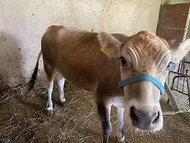 Продаю | Корова (самка) | На откорм, На забой, Для разведения at lalafo.kg Продаю | Корова (самка) | На откорм, На забой, Для разведения