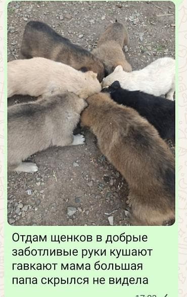 щенки хаски купить: Отдам щенков даром — 3