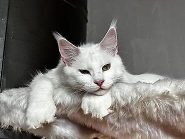 black cat: Мейн-кун, 1 месяц, Мальчик, Белый, Приучена к лотку, Проглистована, С документами — 3