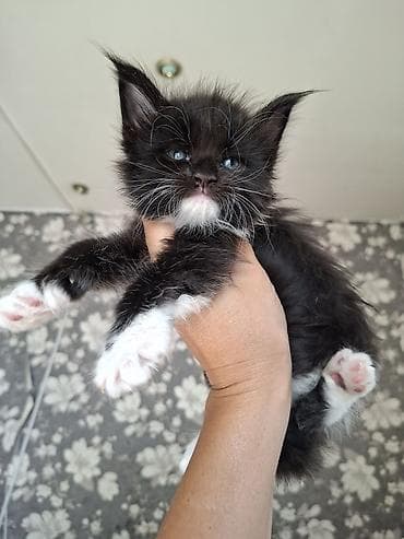 котят в хорошие руки: 🐾 В продаже элитные котята мейн-куны с полным пакетом Документов — 3