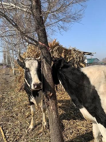 Ветеринар кызматы: Сатам | Уй (ургаачы) | Сүт алуу үчүн | Байланган — 2