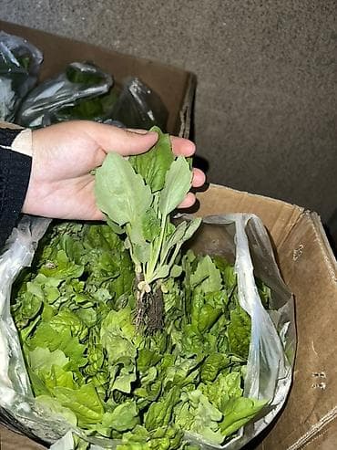 кукуруза месный: Саженцы Астра - Выращен на открытом грунте, полив капельный (см. фото — 1