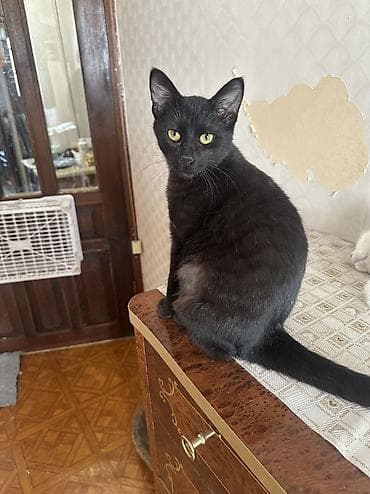 рыжая сибирская кошка: Кошка даром: Русская голубая, Мальчик — 7