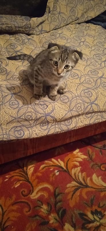 котята вислоухие бесплатно: Скотиш Фолд (Шотландская вислоухая), 2 месяца, Мальчик — 3