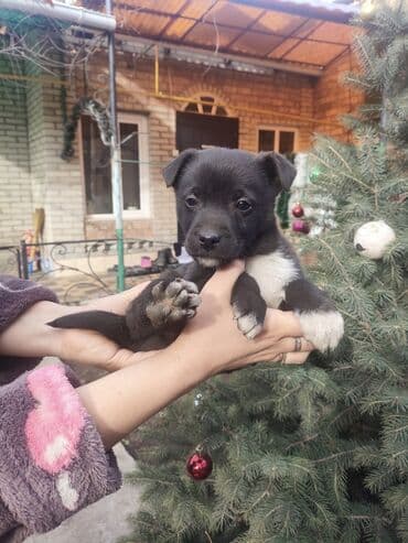 Вязка собак: Щенки метисы, помёт из нескольких малышей. Компактные, с крепкими — 8