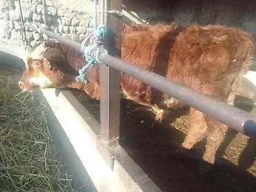 полукров тай: Продаю | Бык (самец) | На откорм | Привязанные — 1