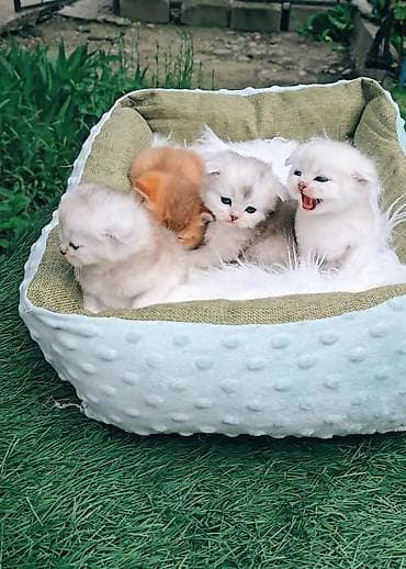 scottish fold: Предлагаем для бронирования чистопородных малышей, мальчики, окрас — 3