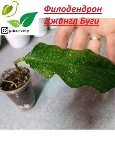 полка для цветов с подсветкой: Продаю комнатные цветы в ассортименте — 12