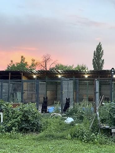 Гостиница для собак уезжаете в командировку или отпуск, и не знаете — 9