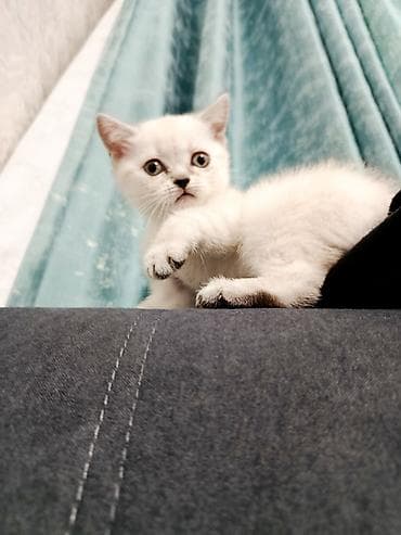 Продажа кошек: Шотландские котята (Scottish Fold/Scottish Straight) 1,5 месяца. - — 6