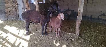 Арашан 2 тиш кой козусу менен - Окрас: у взрослой особи — 2