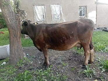 продам корову: Продаю | Корова (самка) | Для молока | Привязанные — 5