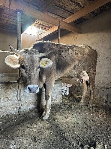 бал мёд: Продаю | Корова (самка), Тёлка | Для молока | Племенные, Искусственник — 8