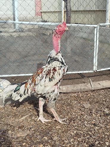 byd в рассрочку бишкек: Электровелосипед, Б/у — 4