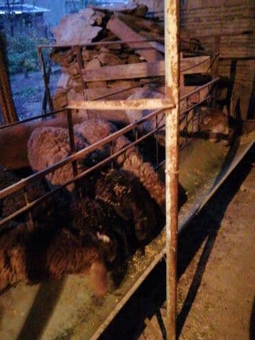 срочно в связи с переездом: Продаю | Баран (самец) | На забой — 1