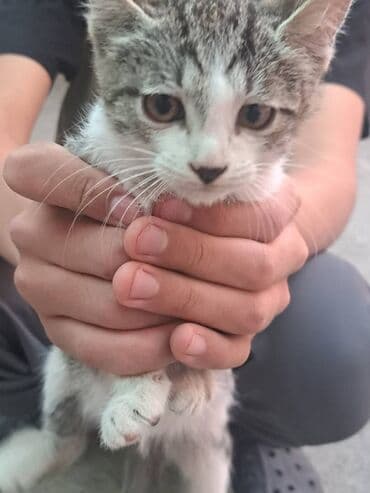 продаю кошек: Котята - Пушистые малыши с разным окрасом: тигровые табби и — 4