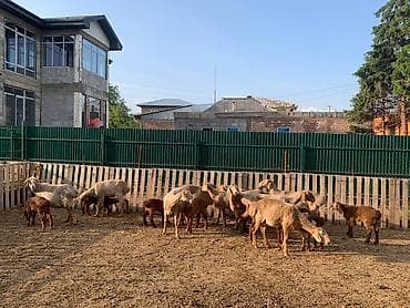 Продаю | Овца (самка)