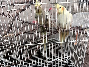 Животные: Обменяю или продам жолтую попугайку . Купил говорили малчик оказалась — 2