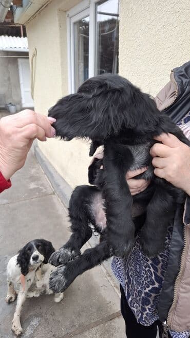 акустические системы optima колонка в виде собак: Продаются щенки русского спаниеля Родились 24 сентября Прививка уже — 2