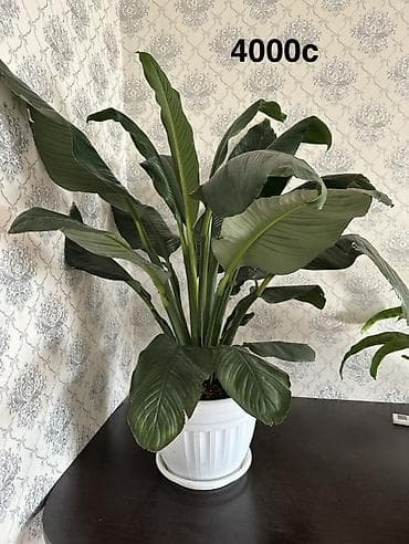 фиалки купить: Комнатные растения в горшках и срезы: 1) Спатифиллум крупный в белом — 1