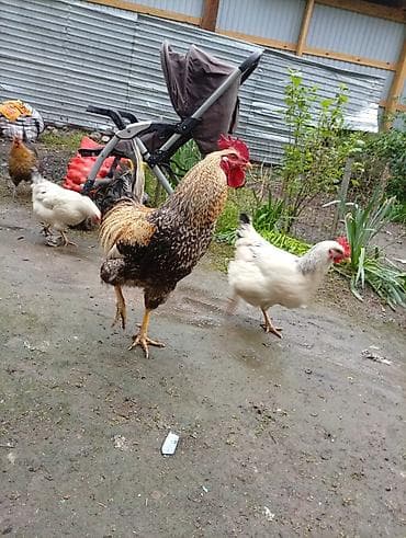 белый петух: Продаю | Куры | Домашняя | Для разведения — 1