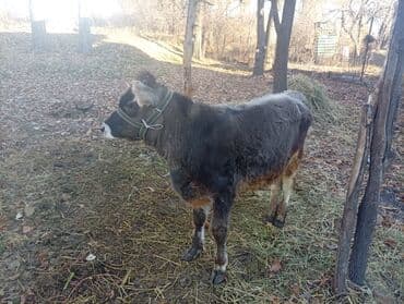 дойних коров: Продаю | Тёлка | Для разведения | Нетель — 1