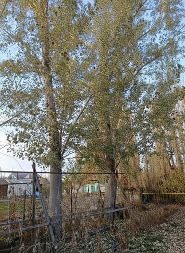 печь для отопления дома бишкек: Продаю 3 тополя, на корню село Сокулук — 3