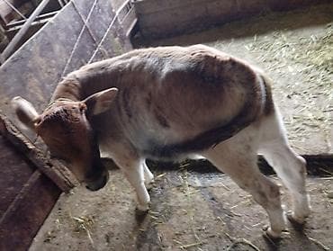 бык ангуст: Продаю | Бык (самец) | На откорм | Искусственник — 1