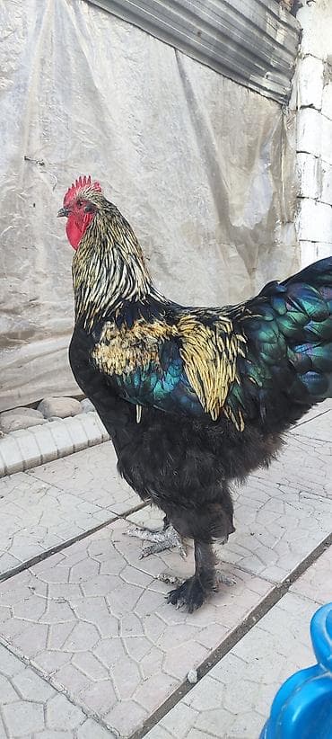 мака перуанская: Продаю | Петух | Для разведения — 1