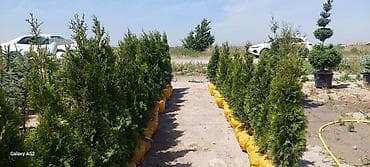 леса продам: Саженцы деревьев: Туи, Платная доставка — 6