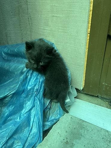 приют для кошек: Котята, ок. 1–1,5 месяца. Особенности: - Окрас: один чёрно-белый (с — 2