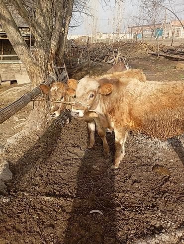 раки купить: Продаю | Бык (самец), Тёлка | На откорм | Привязанные — 6