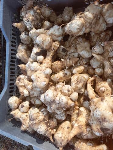 продаю картошка: Топинамбур (земляная груша), свежие клубни, выращен в горах Кегети — 1