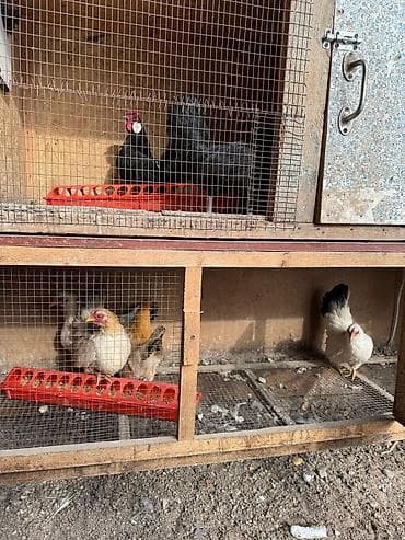 клетка для шиншилл: Продаю Клетки для птиц — 5