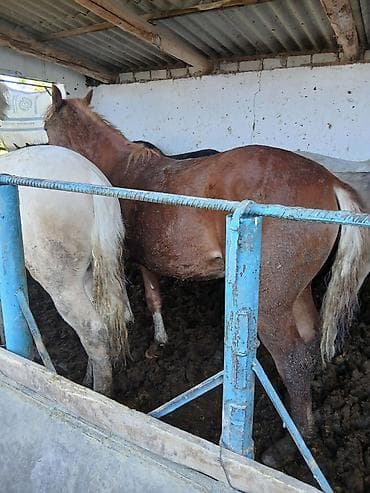 жеребая: Продаю | Жеребец | На забой — 8