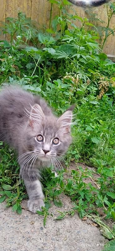котят бесплатно: Мейн-кун, 3 месяца, Мальчик, Приучена к лотку, Проглистована — 1