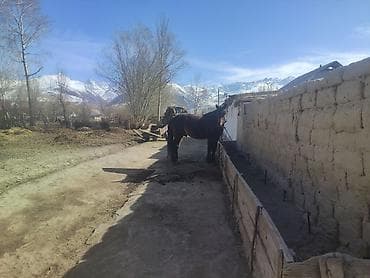 хомяки с клеткой: Продаю | Конь (самец) | Рабочий — 6