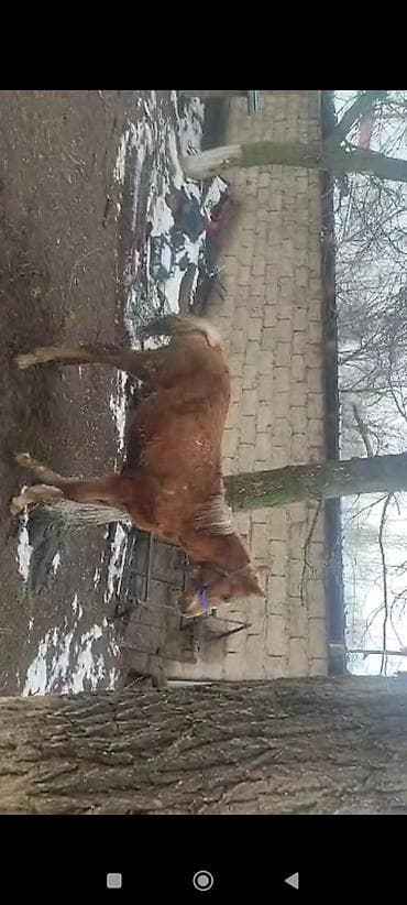 далматинец собака: Продаю | Жеребец | Рабочий — 1