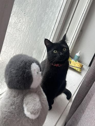 scottish fold: 1 год, Девочка, С прививками, Приучена к лотку, Проглистована — 1