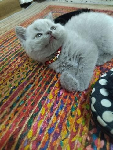 Кошки: Британские короткошёрстные котята, окрас лиловый (пастельно‑серый) — 4