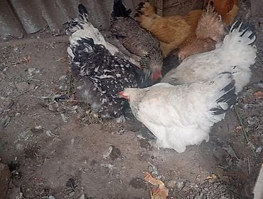 Птицы: В Канте продаются куры,годовалые,крупные,несутся,около 15штук и 1 — 9