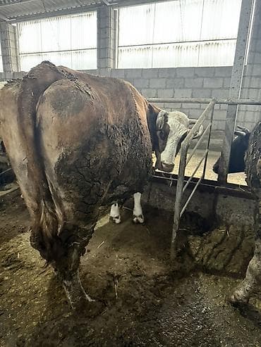 Козы, козлы: Продаю | Корова (самка) | Полукровка | Для разведения | Привязанные — 1