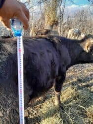 кролик декоративные: Продаю | Музоо, торпок | Алатауская | Для разведения, На откорм — 1