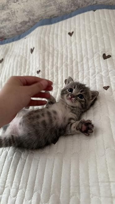 котята сиамской кошки: Кошка даром: Беспородная, 1 месяц, Девочка, Приучена к лотку — 2