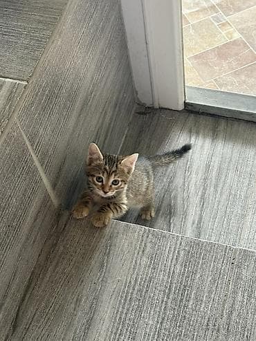 Вязка кошек: Котята – домашние любимцы - Окрас: один тигровый табби с — 1