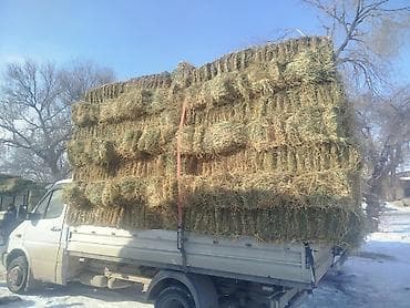 сколько стоят джунгарские хомяки: Беде тук плотный мощный 420 сом 152 штук — 3